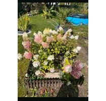 Kleingarten mit 2 Lauben - 1.500,00&nbsp;EUR Kaltmiete, ca.&nbsp; 0,00&nbsp;m&sup2; in Leipzig (PLZ: 04357) Nordost