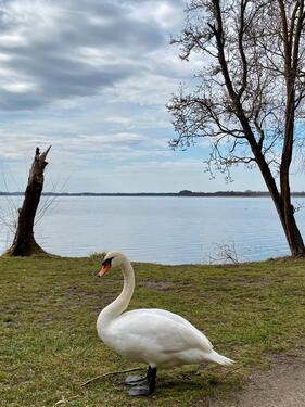 Foto - Voll Möblierte 2 Zimmer Wohnung Seeblick Terrasse Stellplatz