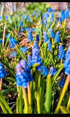 Foto - Grundst&uuml;ck in Schwarzenberg/Erzgebirge zur Miete