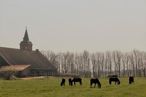 Foto - Bauernhaus, Landhaus zum Kaufen in Wurster Nordseeküste