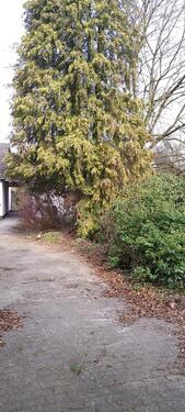 Foto - 5 Zimmer Einfamilienhaus in Wienhausen