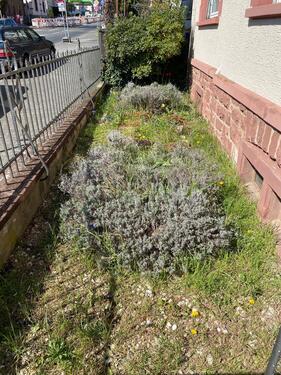 Foto - Mehrfamilienhaus, Wohnhaus in Frankfurt am Main zum Kaufen