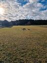 Foto - 3000qm Hundewiese zu vermieten - 10,00&nbsp;EUR Kaltmiete, ca.&nbsp; 0,00&nbsp;m&sup2;