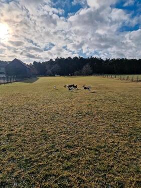 Foto - 3000qm Hundewiese zu vermieten - 10,00&nbsp;EUR Kaltmiete, ca.&nbsp; 0,00&nbsp;m&sup2;
