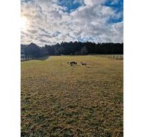 3000qm Hundewiese zu vermieten - 10,00&nbsp;EUR Kaltmiete, ca.&nbsp; 0,00&nbsp;m&sup2; in Baruth/Mark (PLZ: 15837)