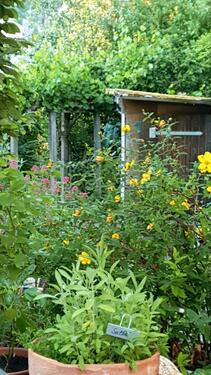 Foto - 5 Zimmer Einfamilienhaus zum Kaufen in Blankenrath
