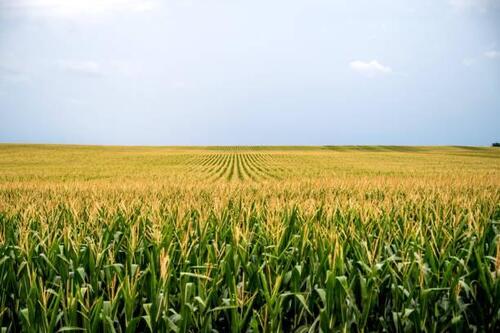 Foto - Landwirtschaftliches Investment 700 Ha.