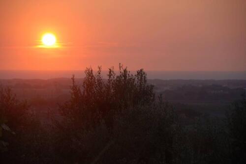 Foto - Ferienhaus Toskana Meerblick im Olivenhain
