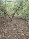 Foto - Garten 145 m² im Wald – ruhig – 100€Monat