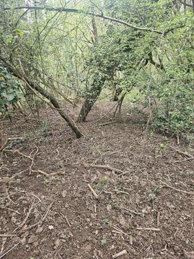 Foto - Garten 145 m² im Wald – ruhig – 100€Monat