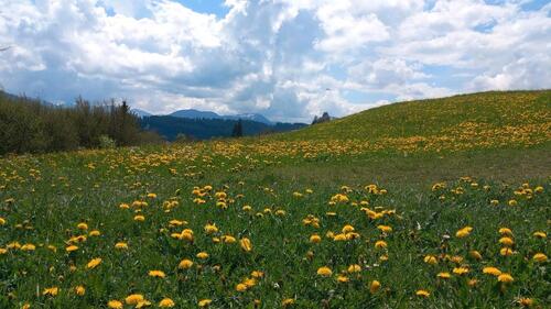 Foto - Etagenwohnung in Wildpoldsried zur Miete