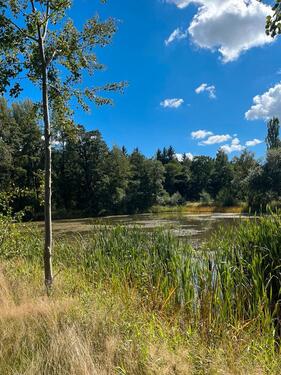 Foto - Teichgrundstück Karpfenteich Hof Leupoldsgrün