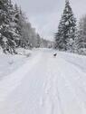 Foto - Winterurlaub im HARZ - Seeblick, Wandern, Ski, Hund