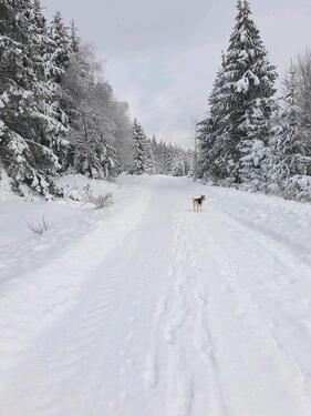 Foto - Winterurlaub im HARZ - Seeblick, Wandern, Ski, Hund