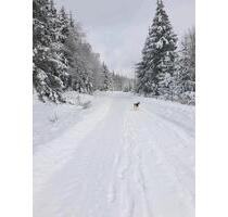 Winterurlaub im HARZ - Seeblick, Wandern, Ski, Hund - Goslar OS Hahnenklee-Bockswiese