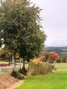 Foto - 'Indian Summer' last minute, Ferienhaus Eifel, 5 Pers., Kamin