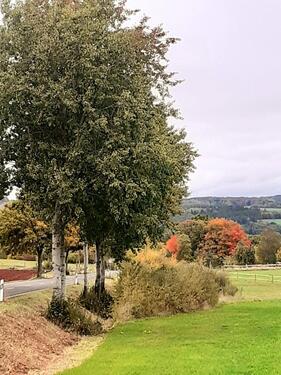 Foto - 'Indian Summer' last minute, Ferienhaus Eifel, 5 Pers., Kamin