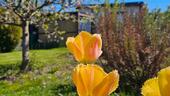 Foto - Garten 