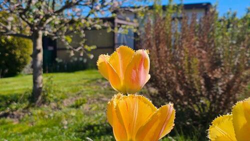 Foto - Garten 