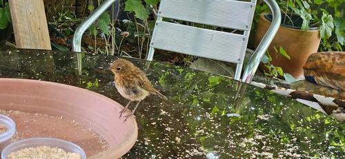 Foto - 6 Zimmer Einfamilienhaus in Kall