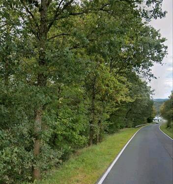 Foto - Waldgrundstück Laubwald Buchenwald Wald