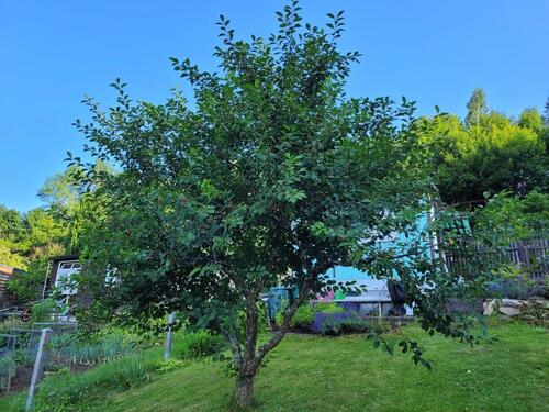 Foto - Grundst&uuml;ck in Altenberg zur Miete