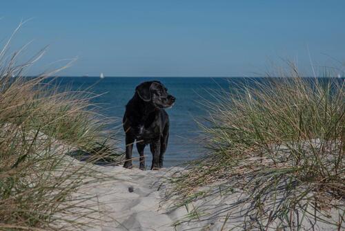 Foto - Ferienwohnung an der Ostsee mit Hund ❤️