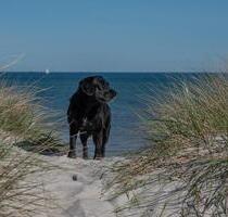 Ferienwohnung an der Ostsee mit Hund ❤️ - Hohenfelde