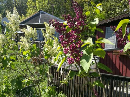 Foto - Grundst&uuml;ck zur Miete in Großheirath