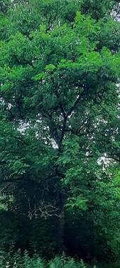 Foto - Landwirtschaftliches Grundstück Obstwiese mit Walnussbäumen 960qm