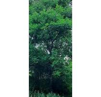 Landwirtschaftliches Grundstück Obstwiese mit Walnussbäumen 960qm - Frickenhausen