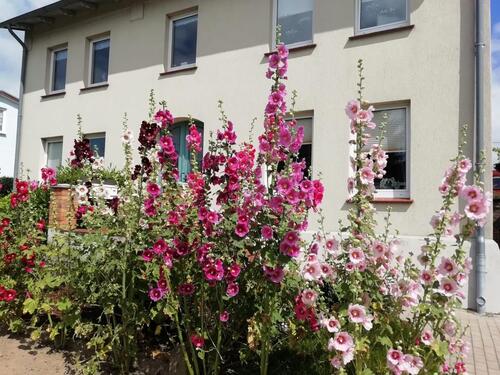 Foto - andere zur Miete in Kühlungsborn