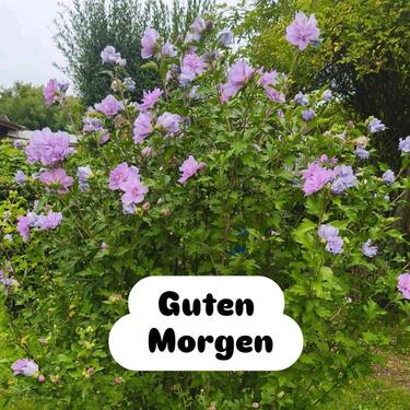 Foto - Grundstück in Kassel zur Miete