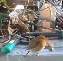 Garten auf Eigentumsland - 3.500,00&nbsp;EUR Kaltmiete, ca.&nbsp; 0,00&nbsp;m&sup2; in Burow (PLZ: 17089)