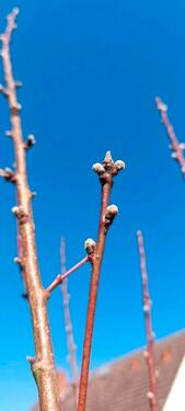 Foto - Grundst&uuml;ck in Burow zur Miete
