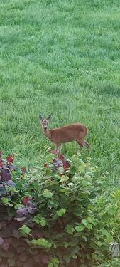 Foto - 2erWG Zimmer möbl.f. StudentinFrau+Pferd