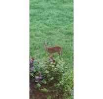 2erWG Zimmer möbl.f. StudentinFrau+Pferd - Halle