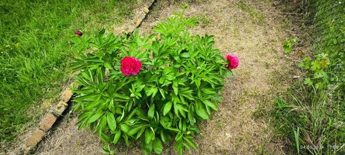 Foto - Grundstück in Thale zur Miete