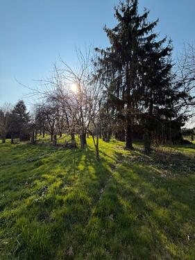 Foto - Einfamilienhaus in Willstätt zum Kaufen