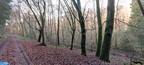 Foto - Grundstück in Wittlich zur Miete