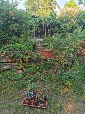 Foto - Grundst&uuml;ck in Greifswald