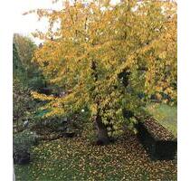 Wohnen im Grünen in Wersten - 590,00 EUR Kaltmiete, in Düsseldorf (PLZ: 40223) Stadtbezirk 3