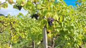 Foto - Alter weinberg trollinger - 1.500,00 EUR Kaltmiete, ca.  0,00 m²
