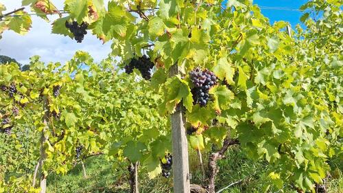 Foto - Alter weinberg trollinger - 1.500,00 EUR Kaltmiete, ca.  0,00 m²