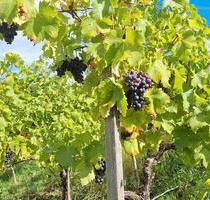 Alter weinberg trollinger - 1.500,00 EUR Kaltmiete, ca.  0,00 m² in Korb (PLZ: 71404)