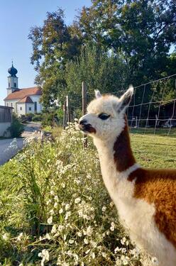 Foto - Einfamilienhaus in Polling zur Miete