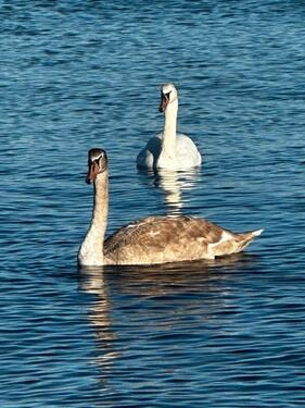 Foto - ❤️❤️FerienwohnungFerienhaus auf Usedom,in Zempin an der Ostsee❤️