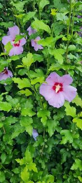 Foto - Grundst&uuml;ck zur Miete in Dresden