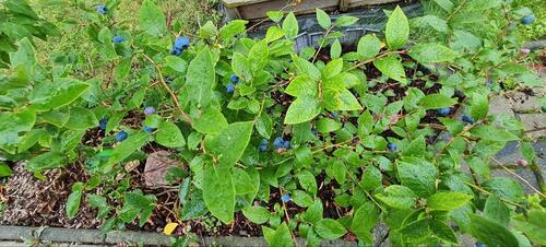 Foto - Grundst&uuml;ck in Dresden