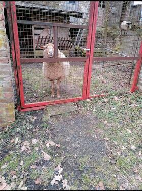 Foto - Einfamilienhaus in Altenkirchen (Westerwald)